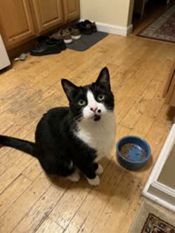 Photo of a black-and-white tuxedo cat sitting on a wooden floor